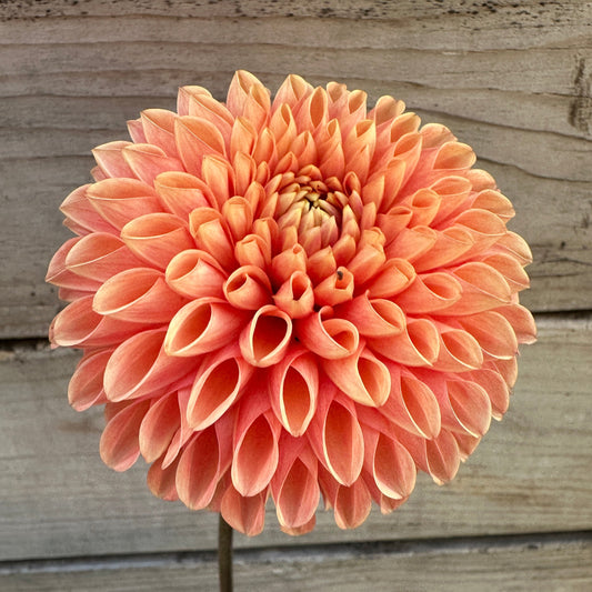 Jowey Linda Dahlia Tuber