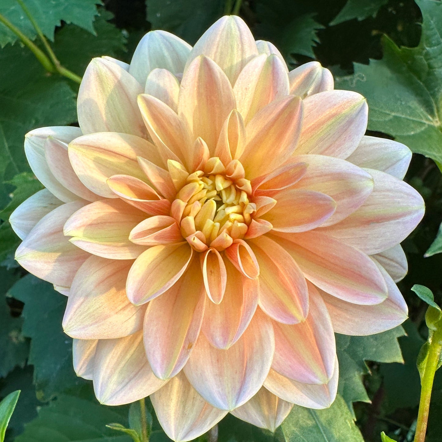 Mister Frans Dahlia Tuber