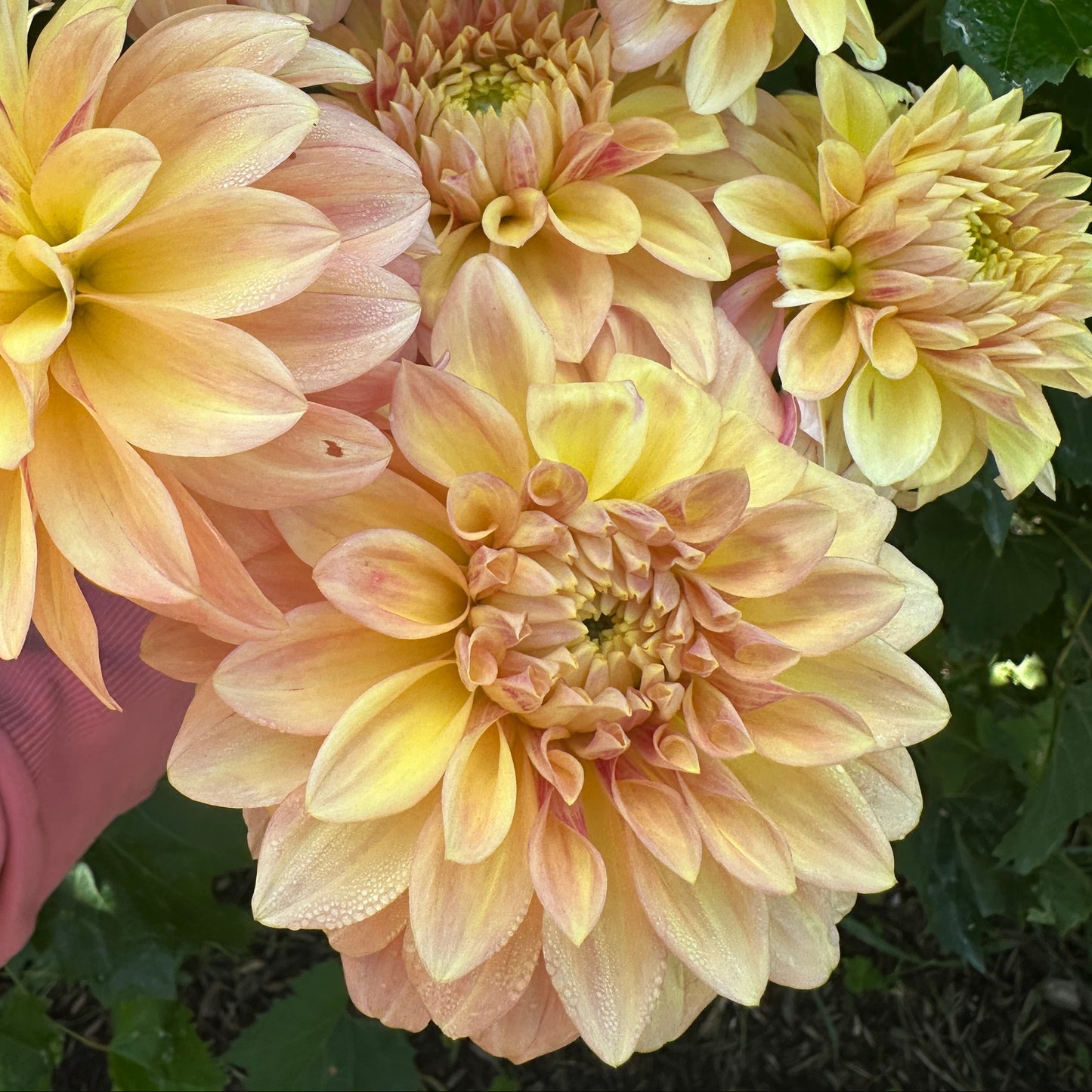Miss Amara Dahlia Tuber