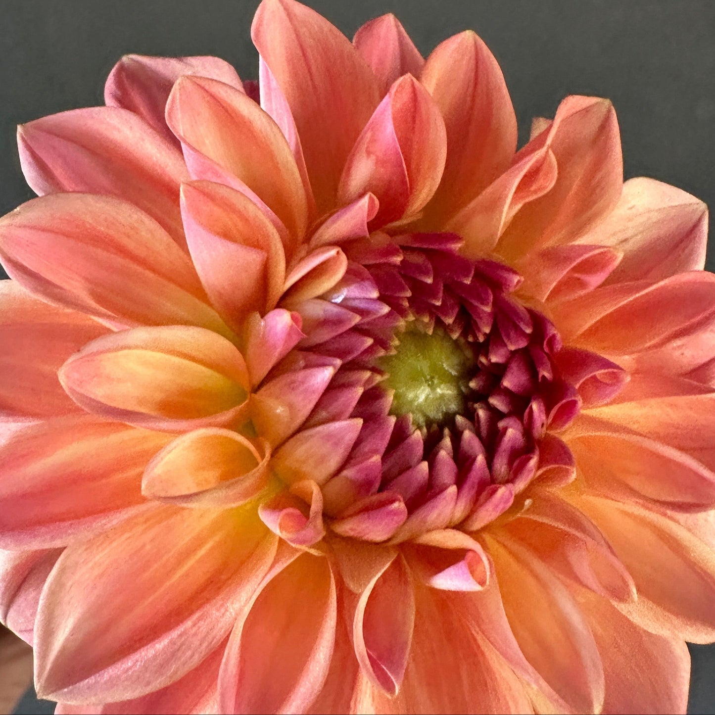 KA Honi Dahlia Tuber