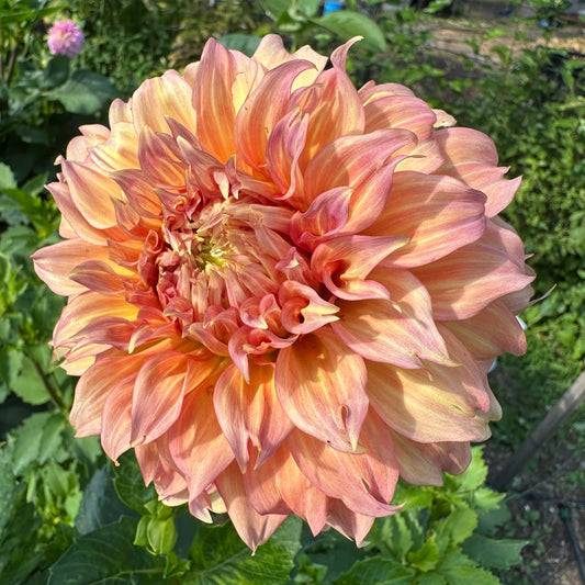 Summer Rain Dahlia Tuber