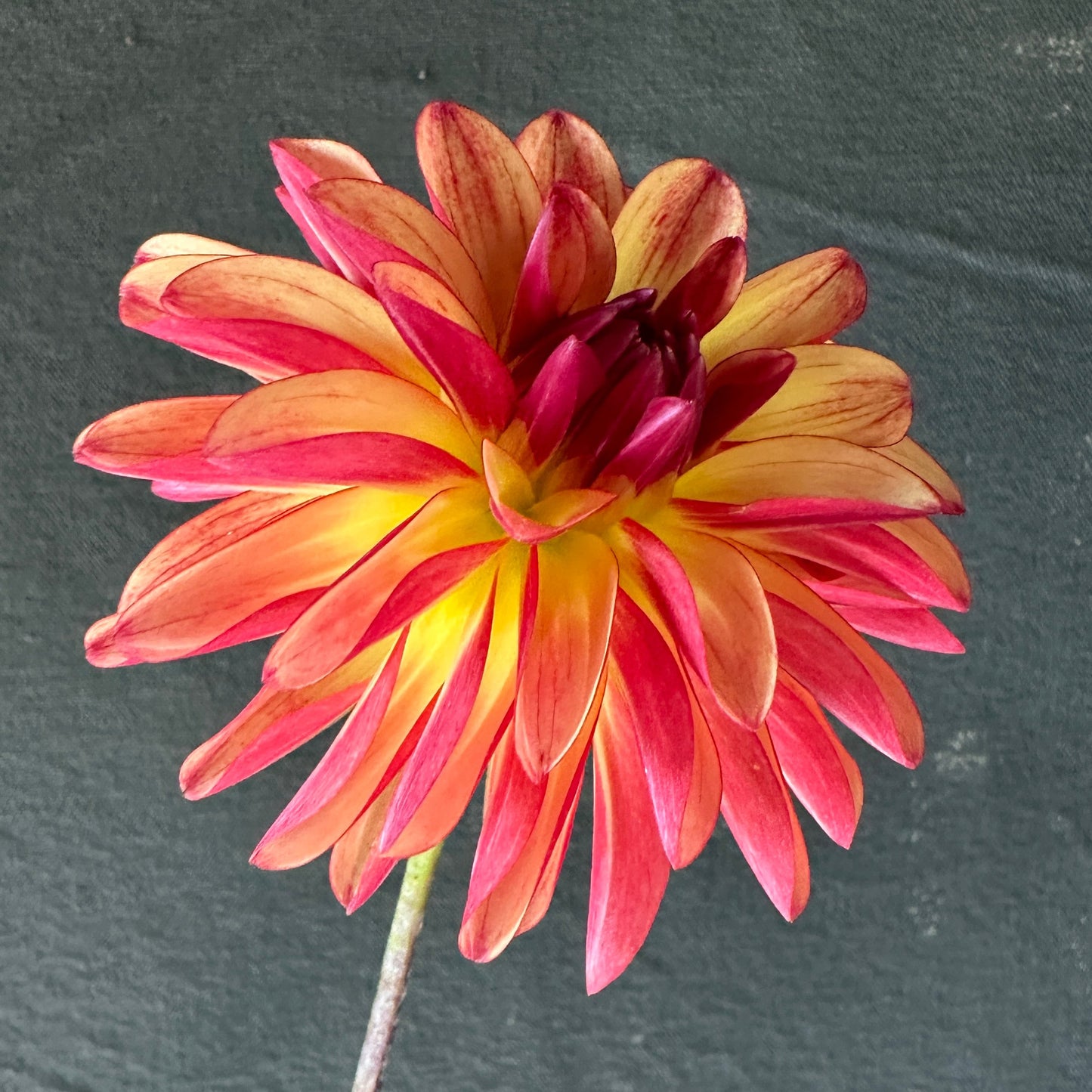 Fidalgo Julie Dahlia Tuber