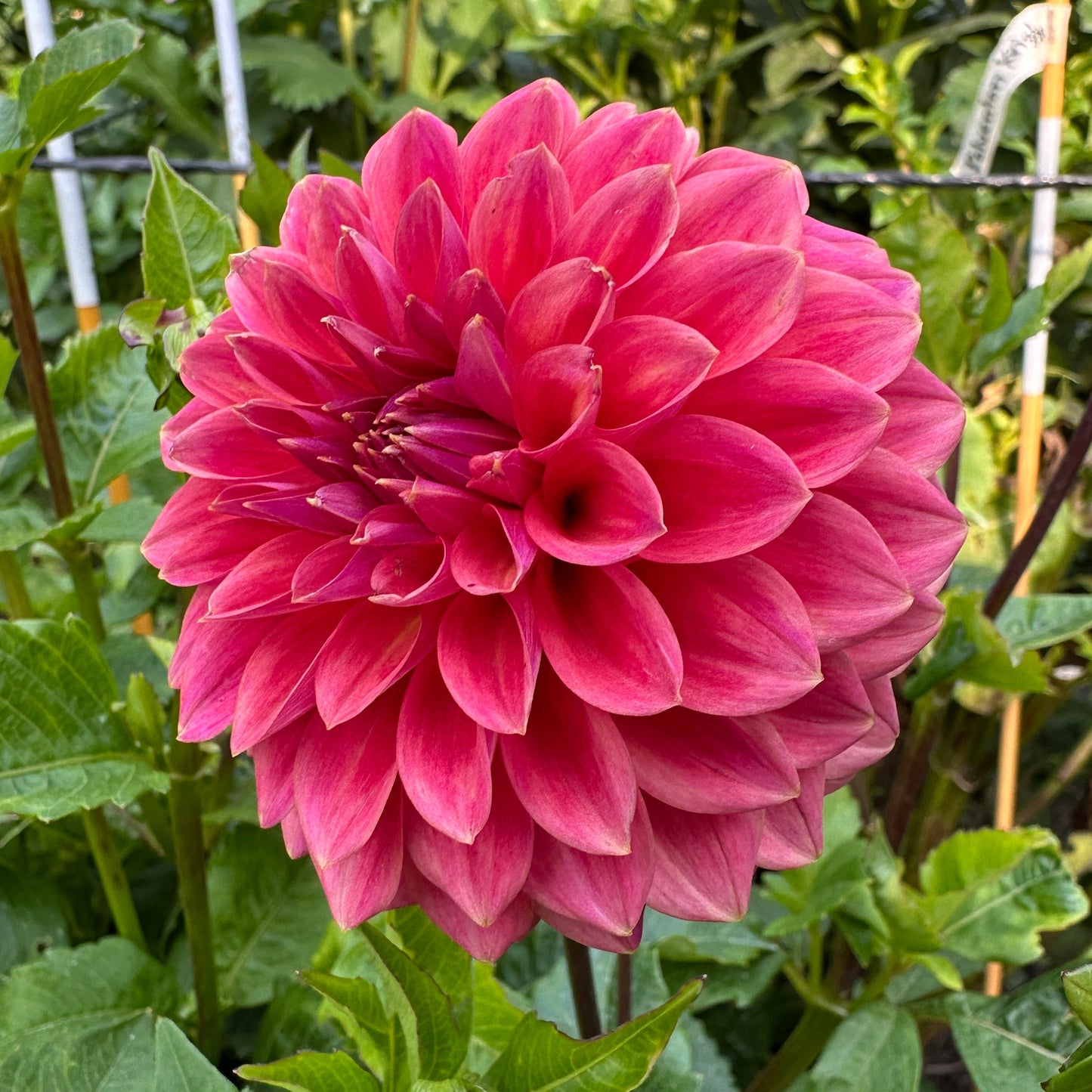 Polventon Kristobel Dahlia Tuber