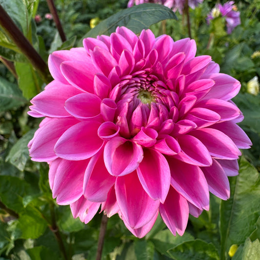 Pink Sylvia Dahlia Tuber