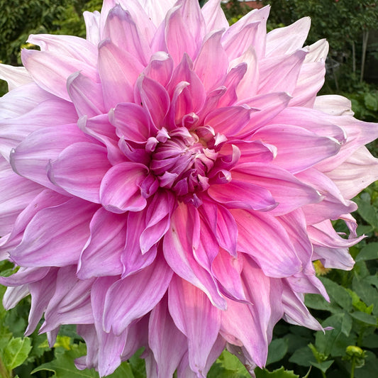 Pennsgift Dahlia Tuber