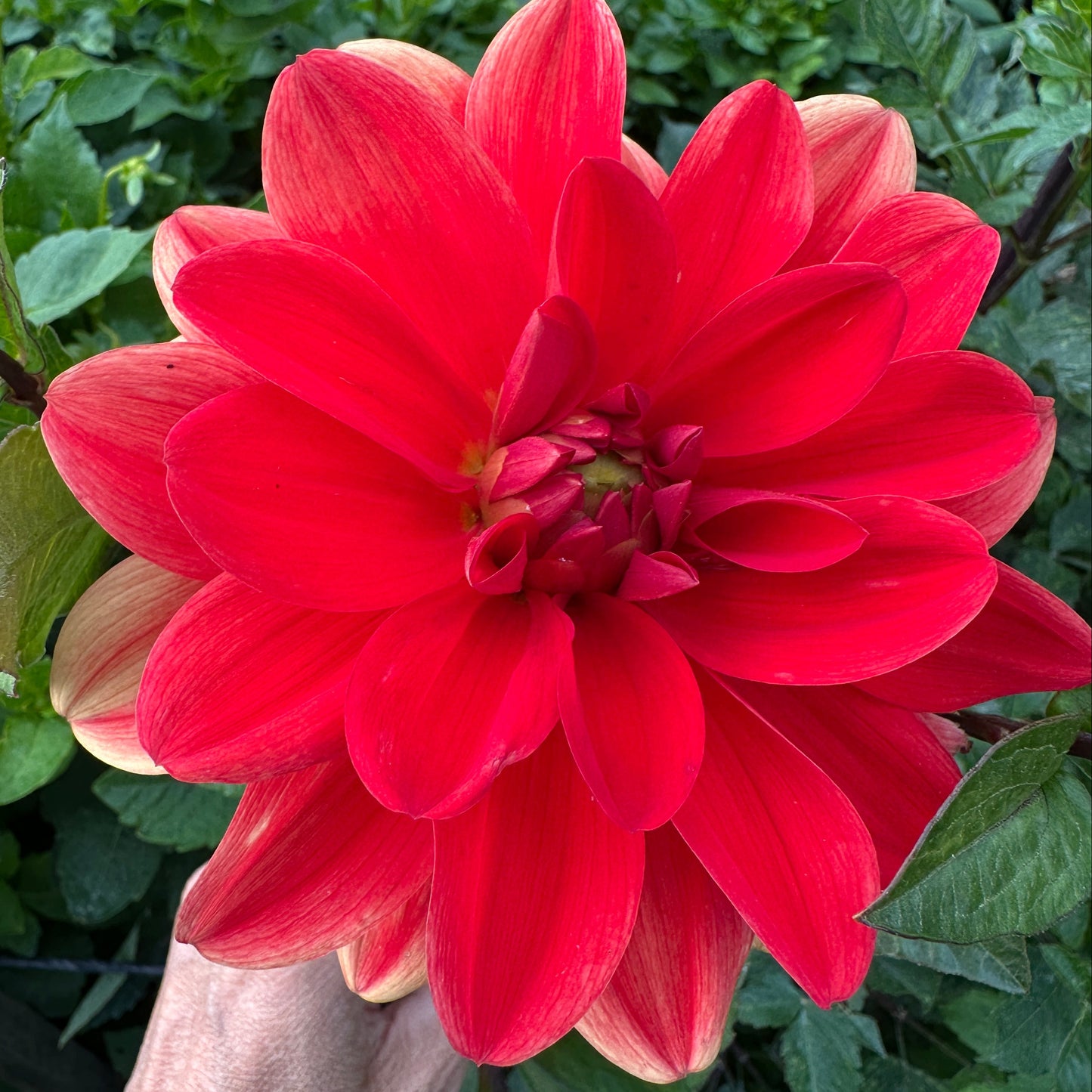 Patricia Ann Sunset Dahlia Tuber