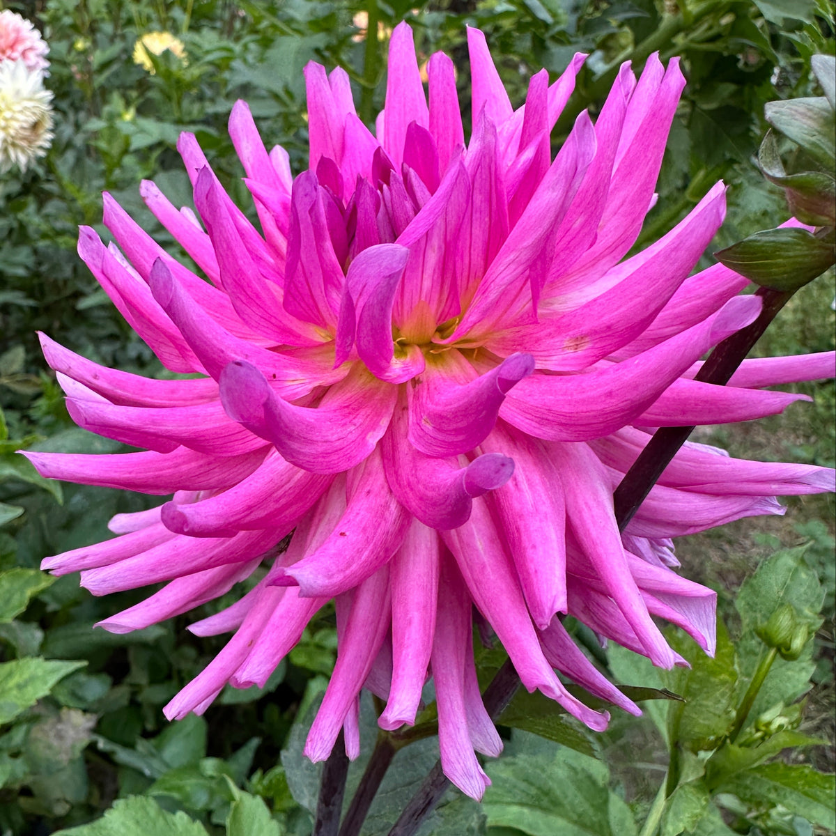 Parkland Rave Dahlia Tuber – Birdy's Blooms