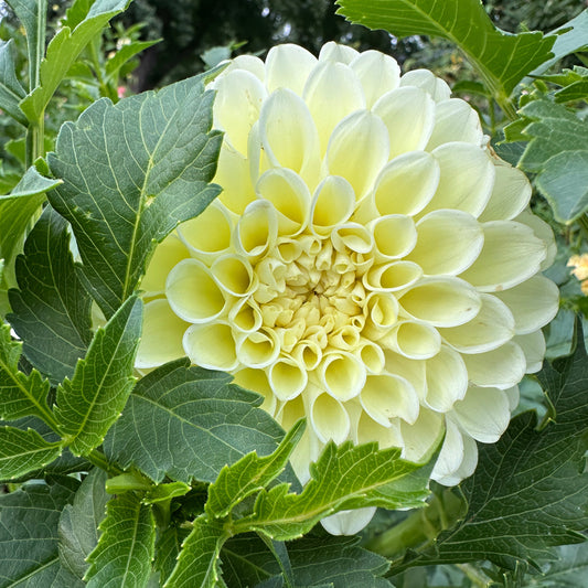 MM Buttercream Dahlia Tuber