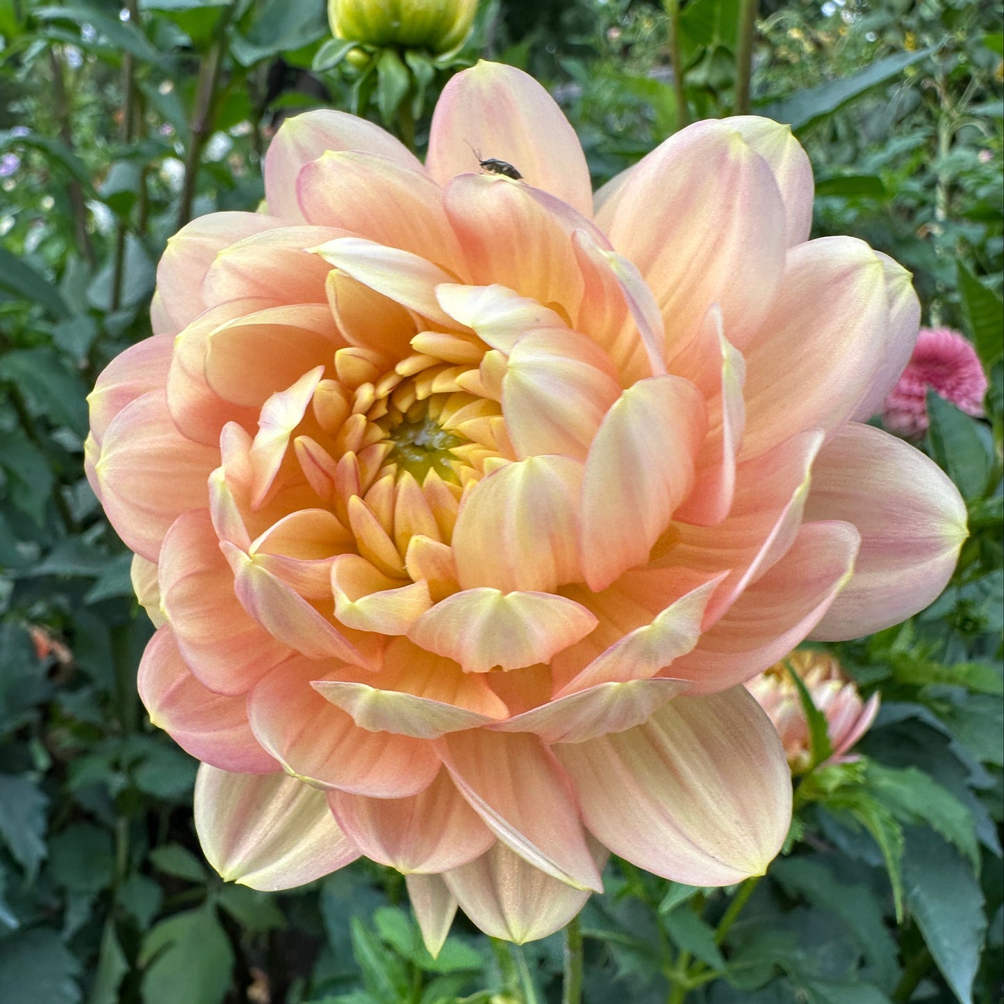 Miss Miley Dahlia Tuber