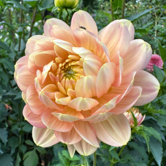 Miss Miley Dahlia Tuber