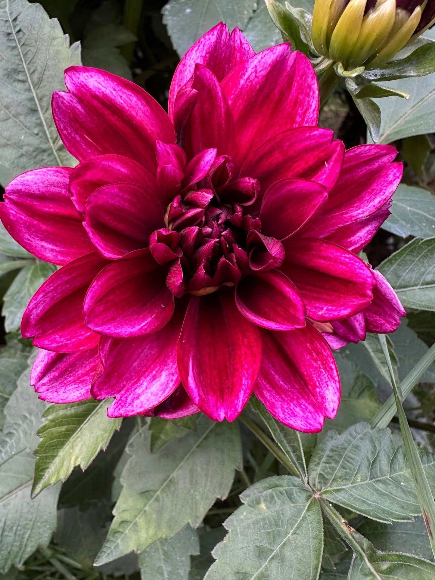 Aspasia Dahlia Tuber