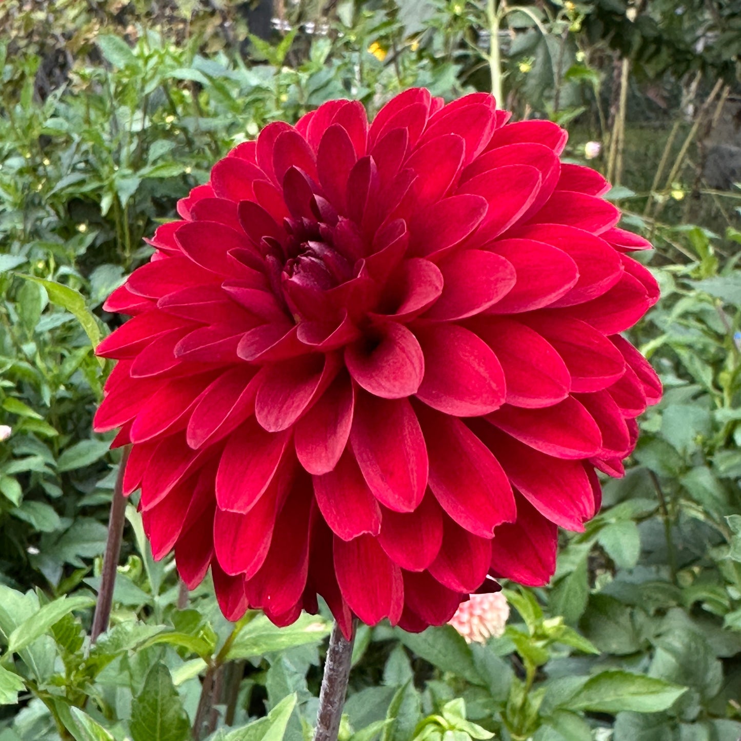 KA Cardinal Dahlia Tuber