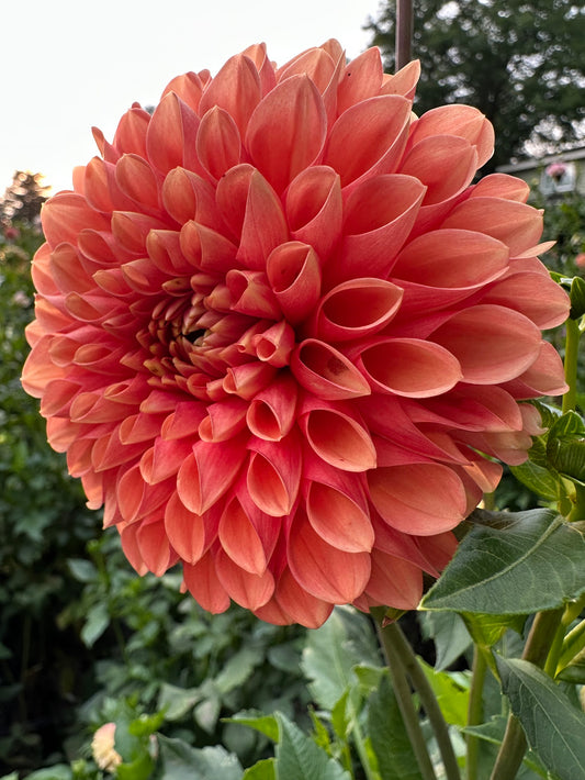 Jomanda Dahlia Tuber