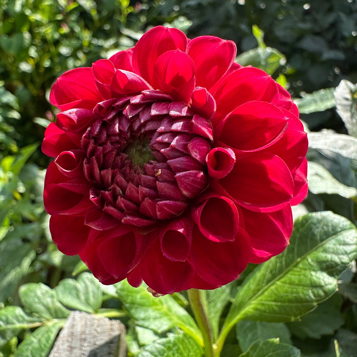 Cornel Dahlia Tuber