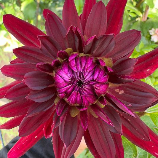 Bull's Blood Dahlia Tuber