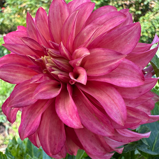 Clearview Cinnabar Dahlia Tuber