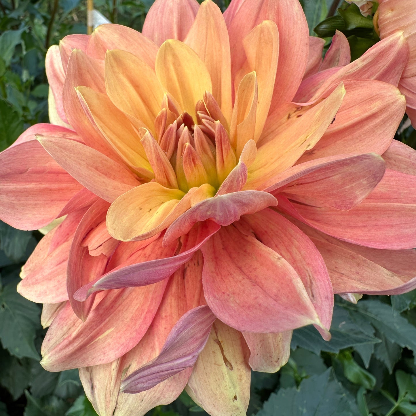 My Forever Dahlia Tuber