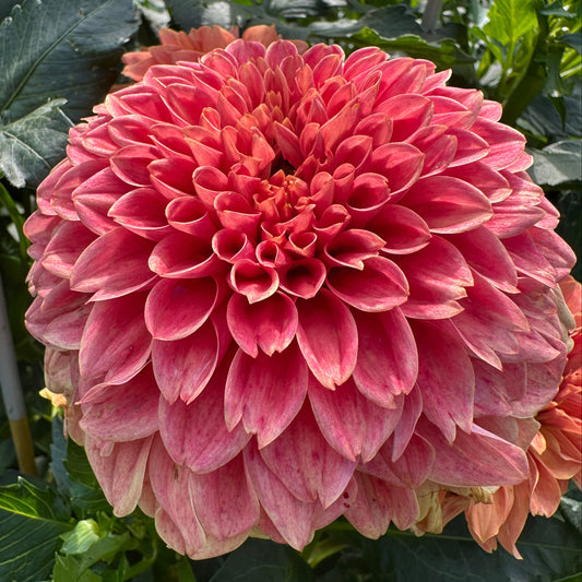 Sandia Ruthie Dahlia Tuber