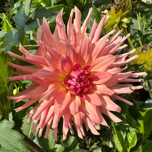 Hee Haugh Dahlia Tuber