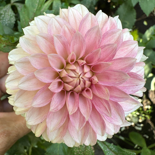 KA Mocha Jo Dahlia Tuber