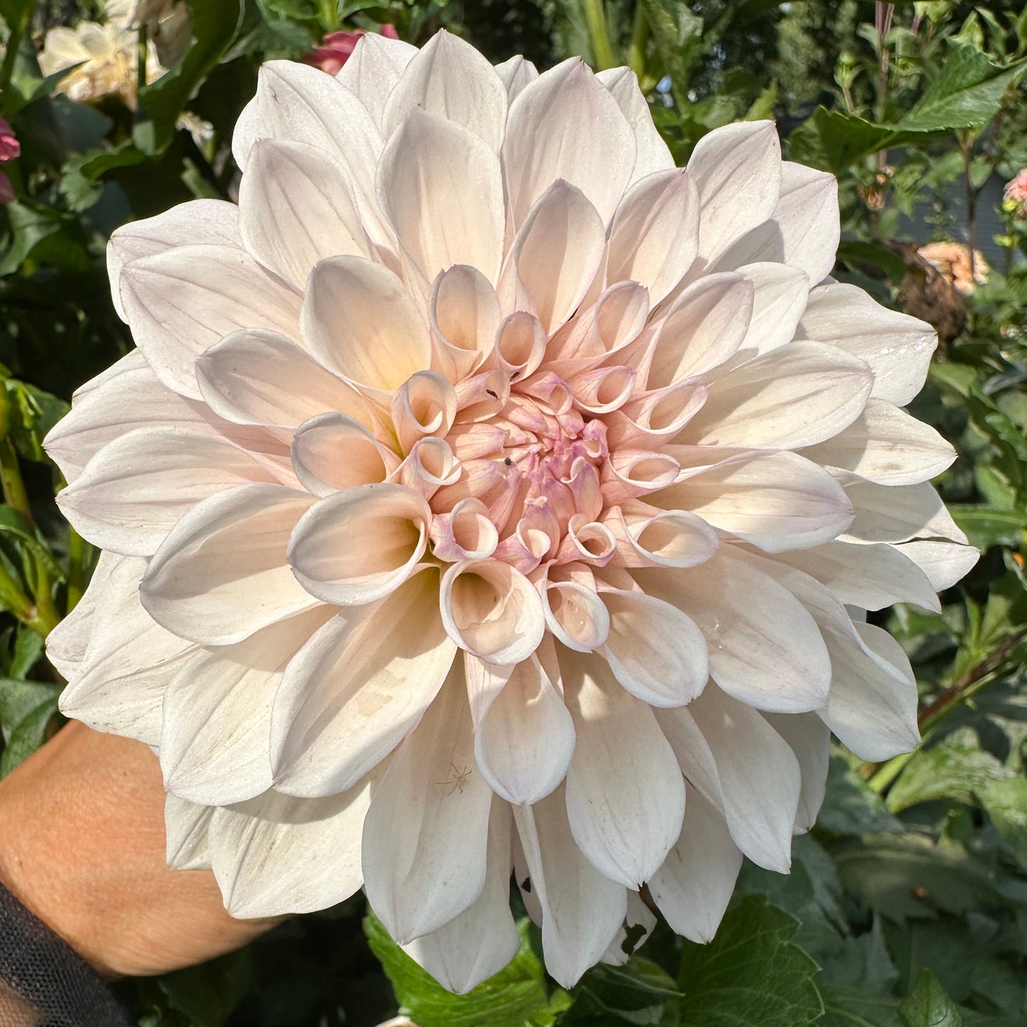 KA Pearl Dahlia Tuber