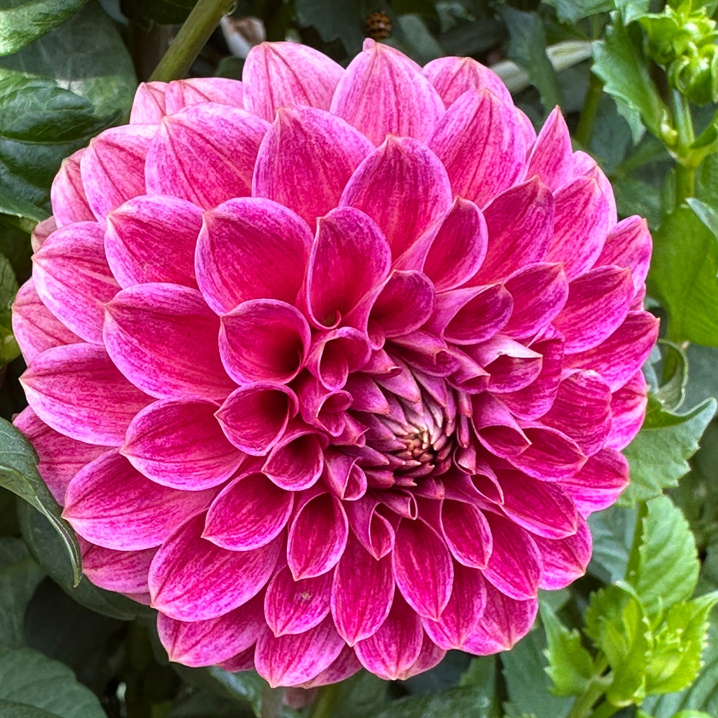 KA Rosie Jo Dahlia Tuber