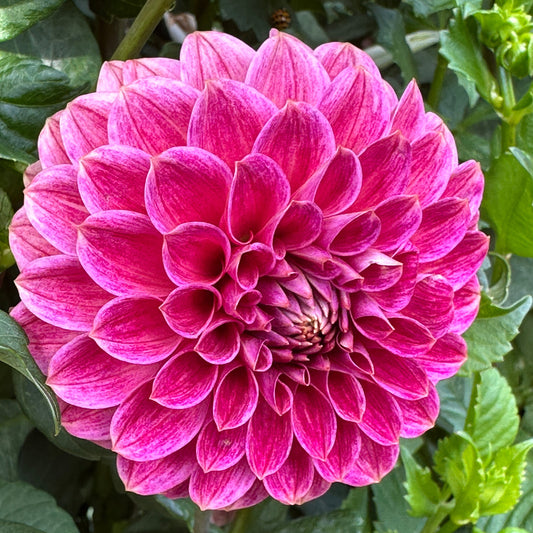 KA Rosie Jo Dahlia Tuber