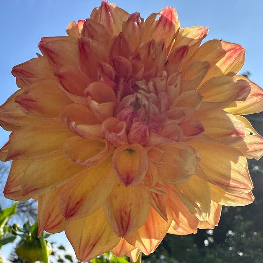 Les' Tahoma Dahlia Tuber