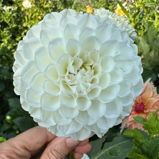 L'An Cresse Dahlia Tuber