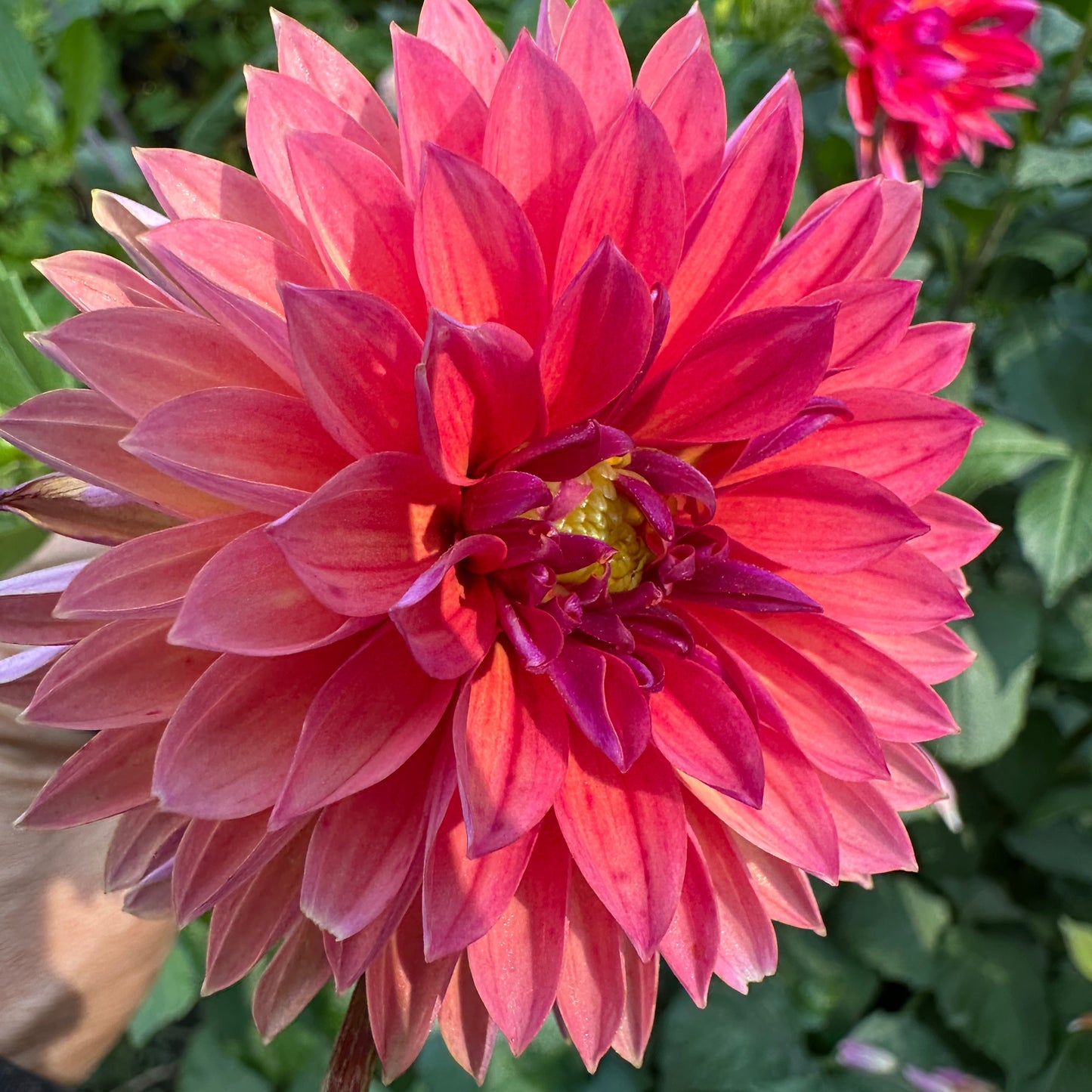 Marilyn Dahlia Tuber