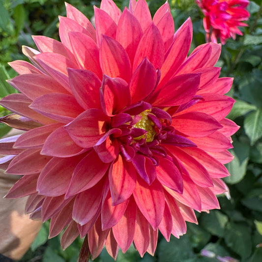 Marilyn Dahlia Tuber