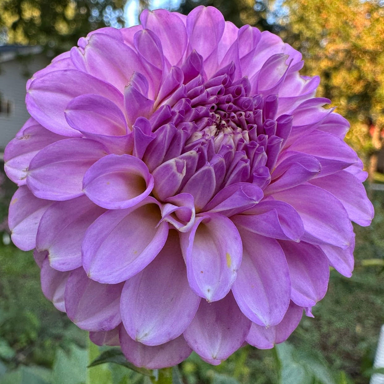 20th Ave Pure Prince Dahlia Tuber