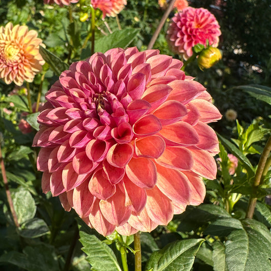 Levi's Sunfire Dahlia Tuber