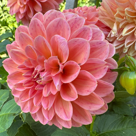 Linda's Baby Dahlia Tuber