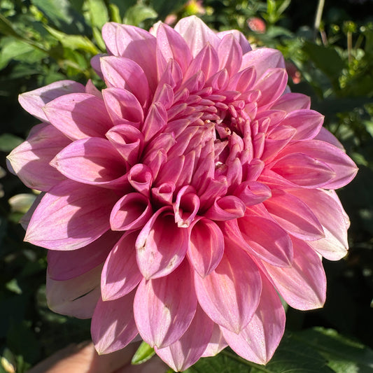 Levi's Tomato Dahlia Tuber