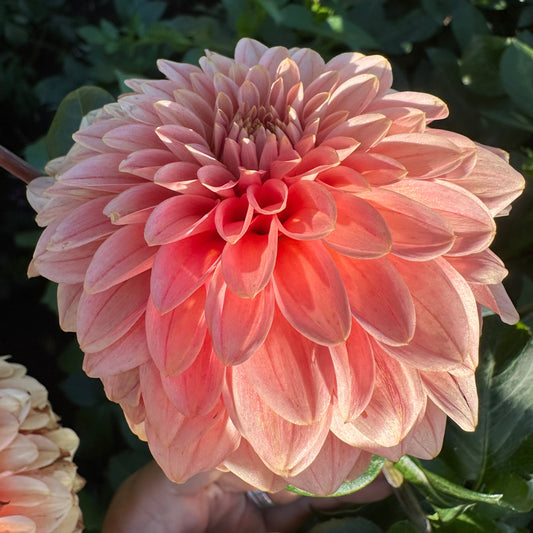 KA Guava Dahlia Tuber