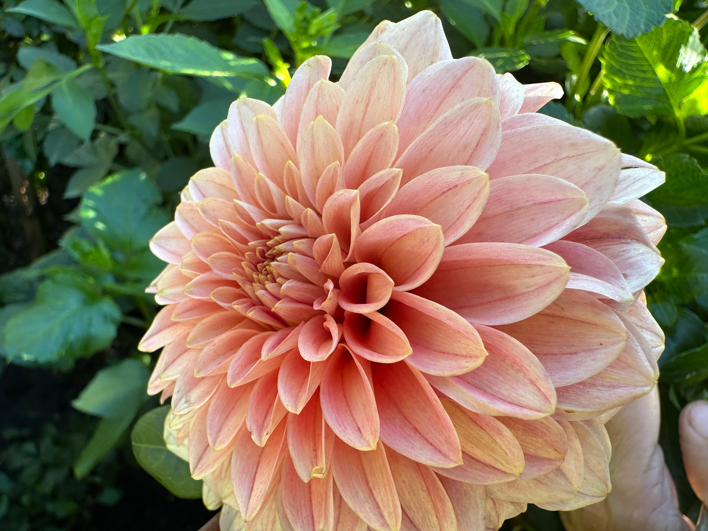 KA Guava Dahlia Tuber