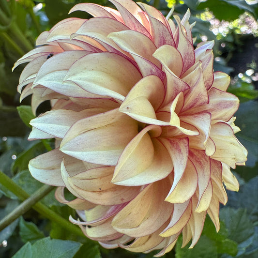 KA Creme Brûlée Dahlia Tuber