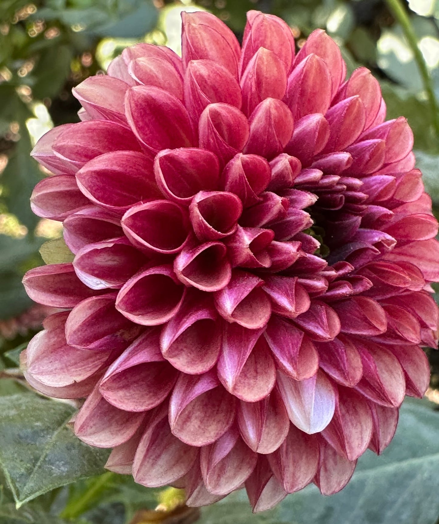 Copper Boy Dahlia Tuber