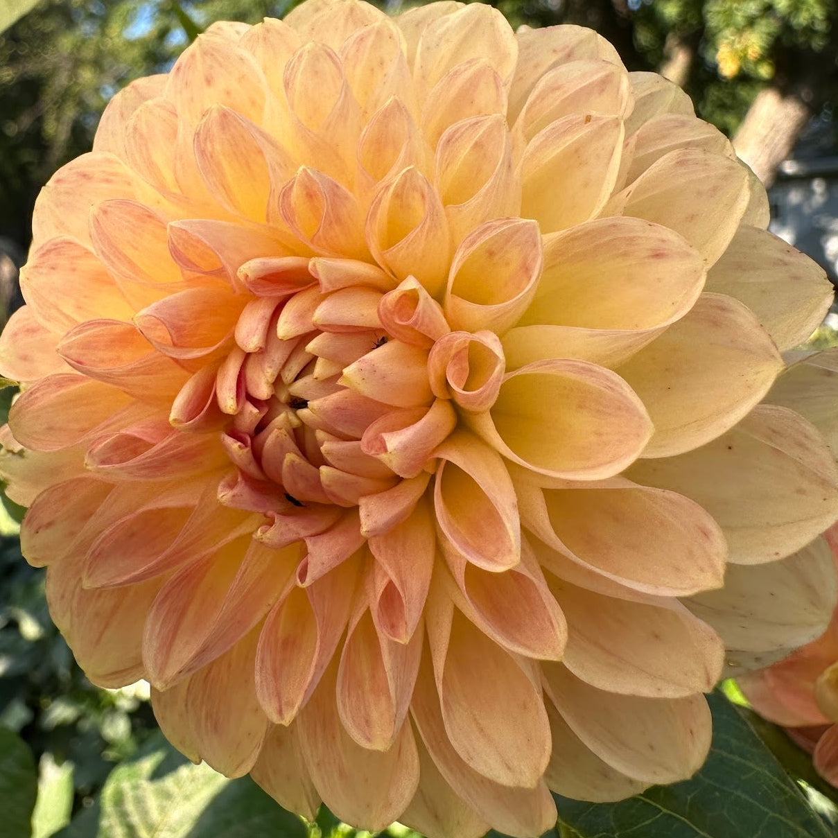 Clearview Peachy Dahlia Tuber