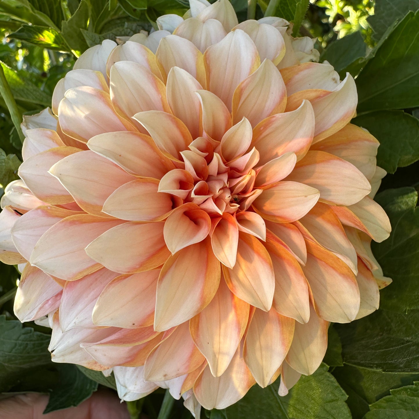 Carolina Wagemna's Dahlia Tuber