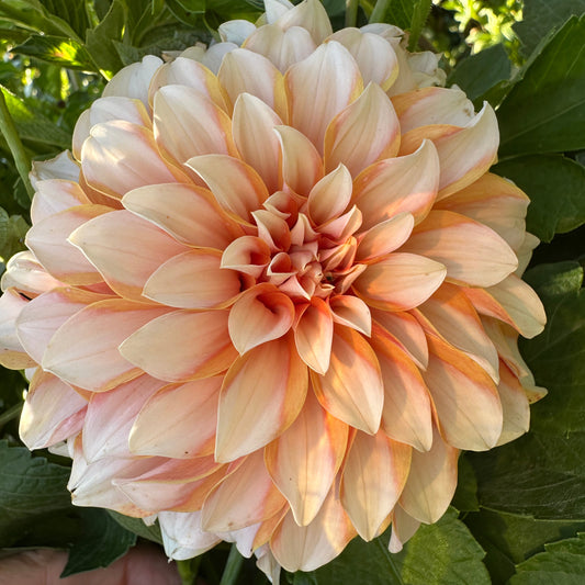 Carolina Wagemna's Dahlia Tuber