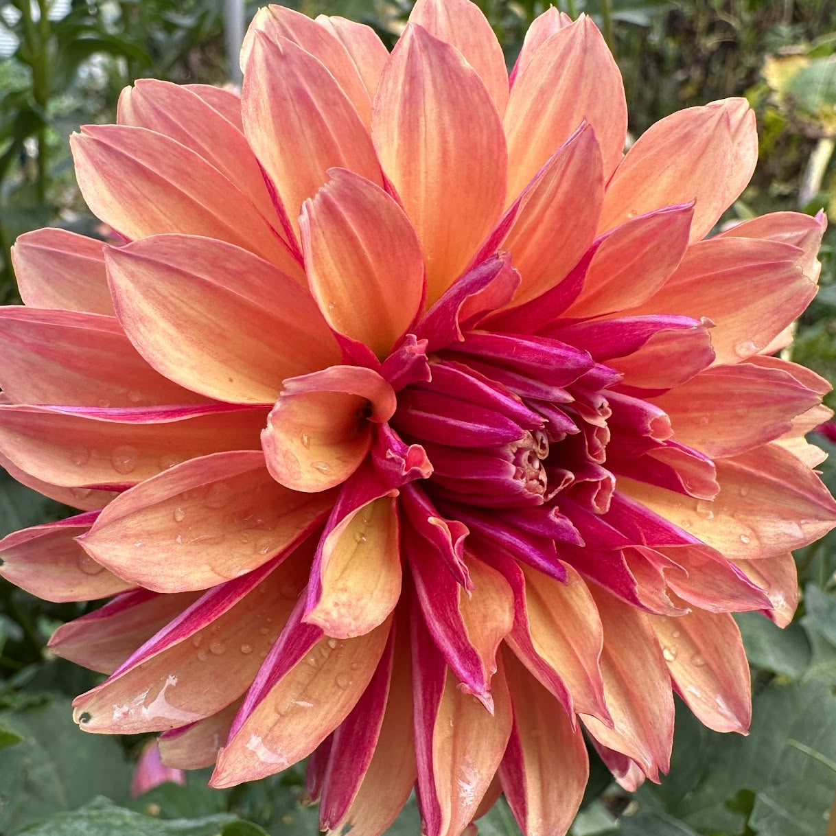 River's Elizabeth Dahlia Tuber
