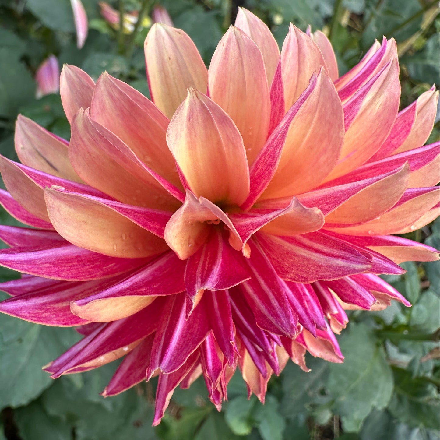 River's Elizabeth Dahlia Tuber