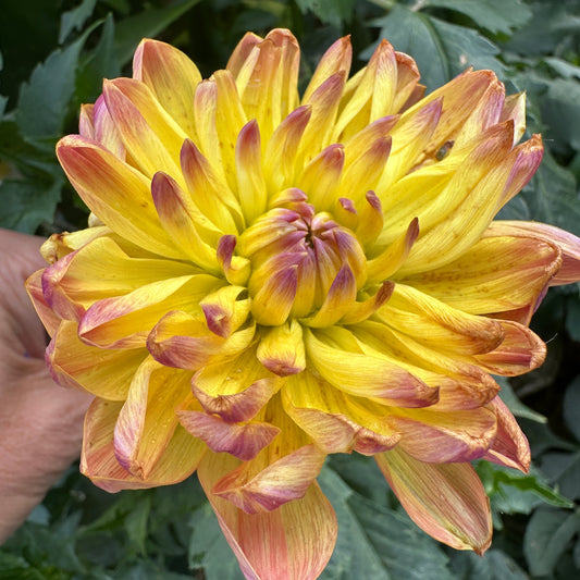 Pam Howden Dahlia Tuber