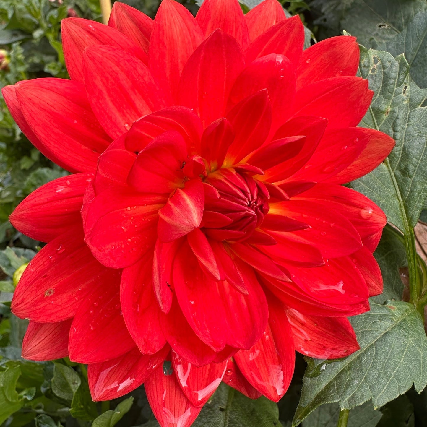 Grace Rushton Dahlia Tuber