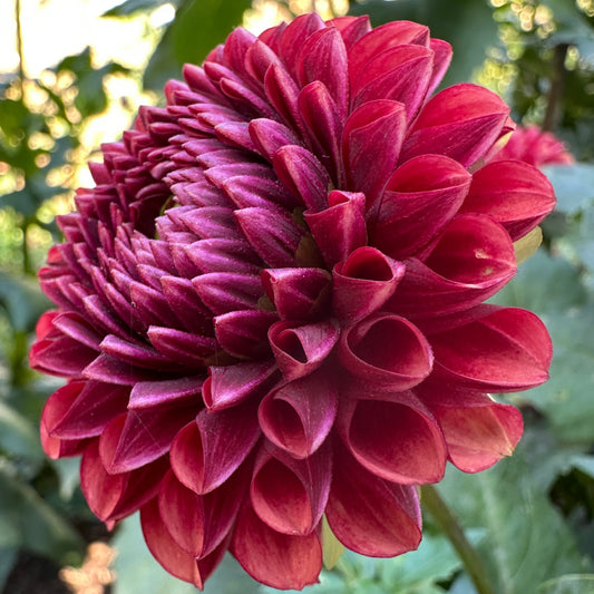 Copper Boy Dahlia Tuber