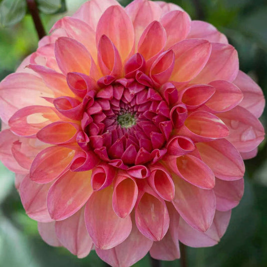 Sebastian Dahlia Tuber