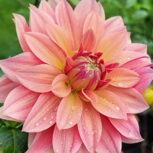Salish October Wedding Dahlia Tuber
