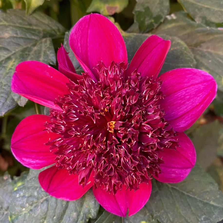 Sandia Garnet Dahlia Tuber